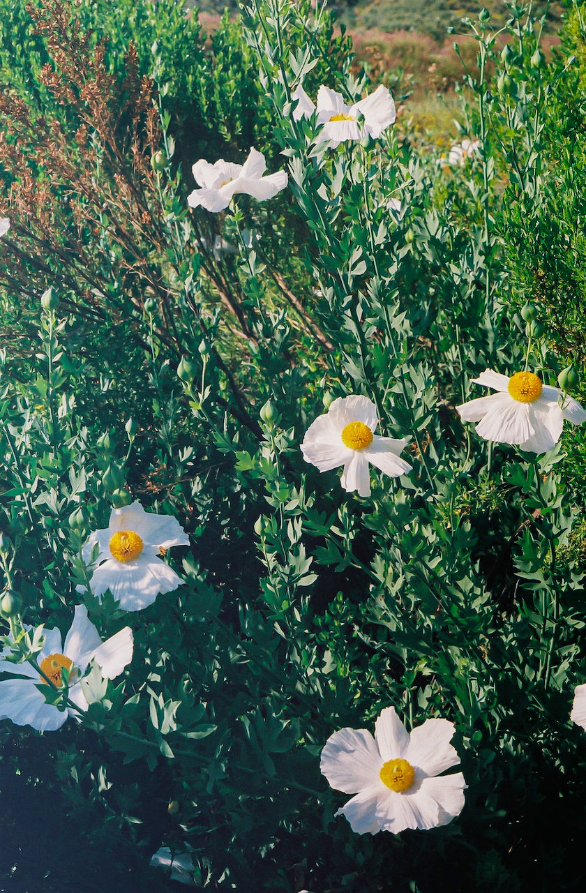 Matilija Poppies 35mm Film Print