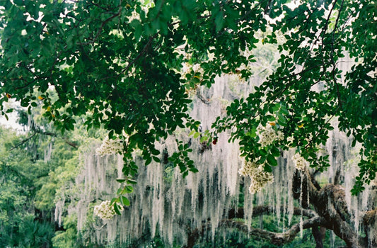 Visual Diary: Spring in New Orleans