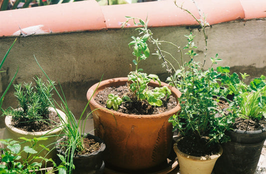 From the Garden ~ Easy Herbal Pesto