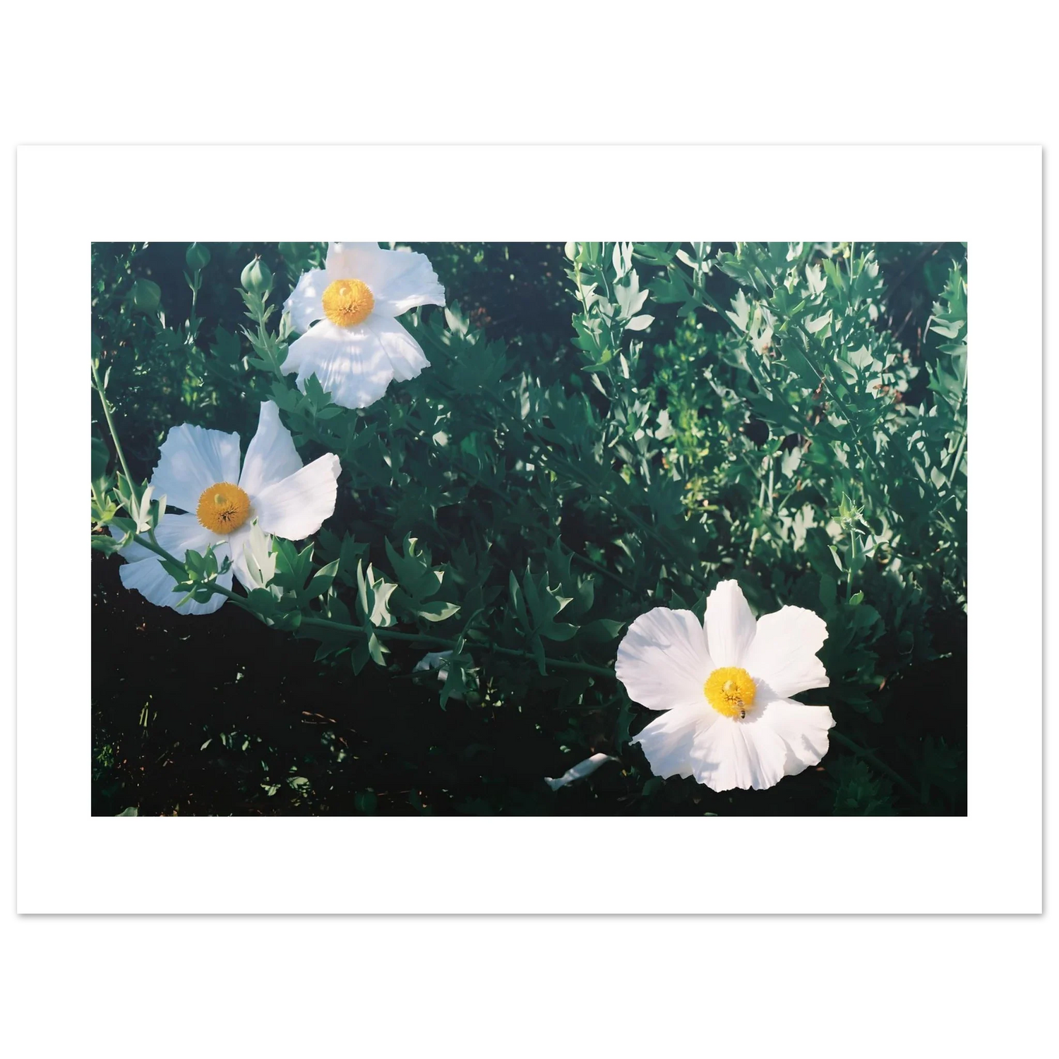 Fine Art Photography