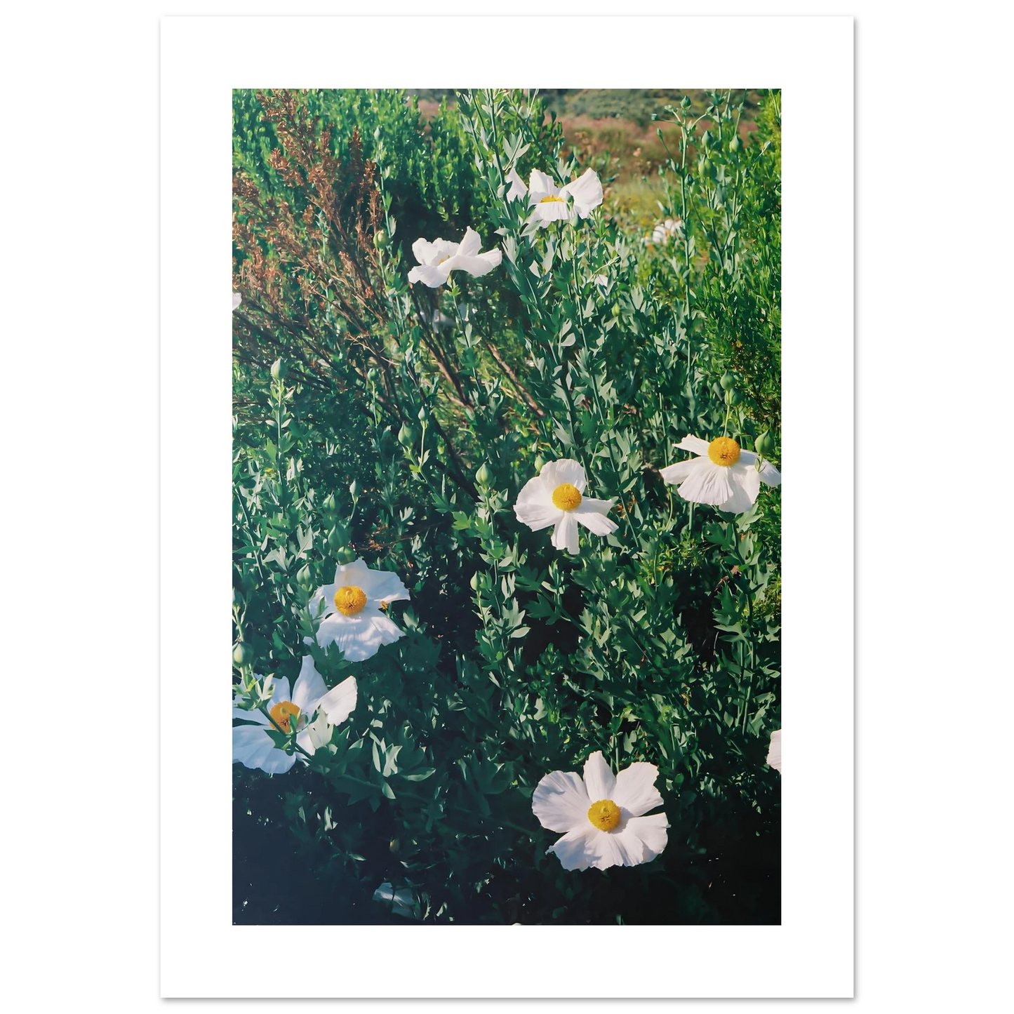 92c8136c-b6cb-4d00-b7bb-e16a5a365f2c