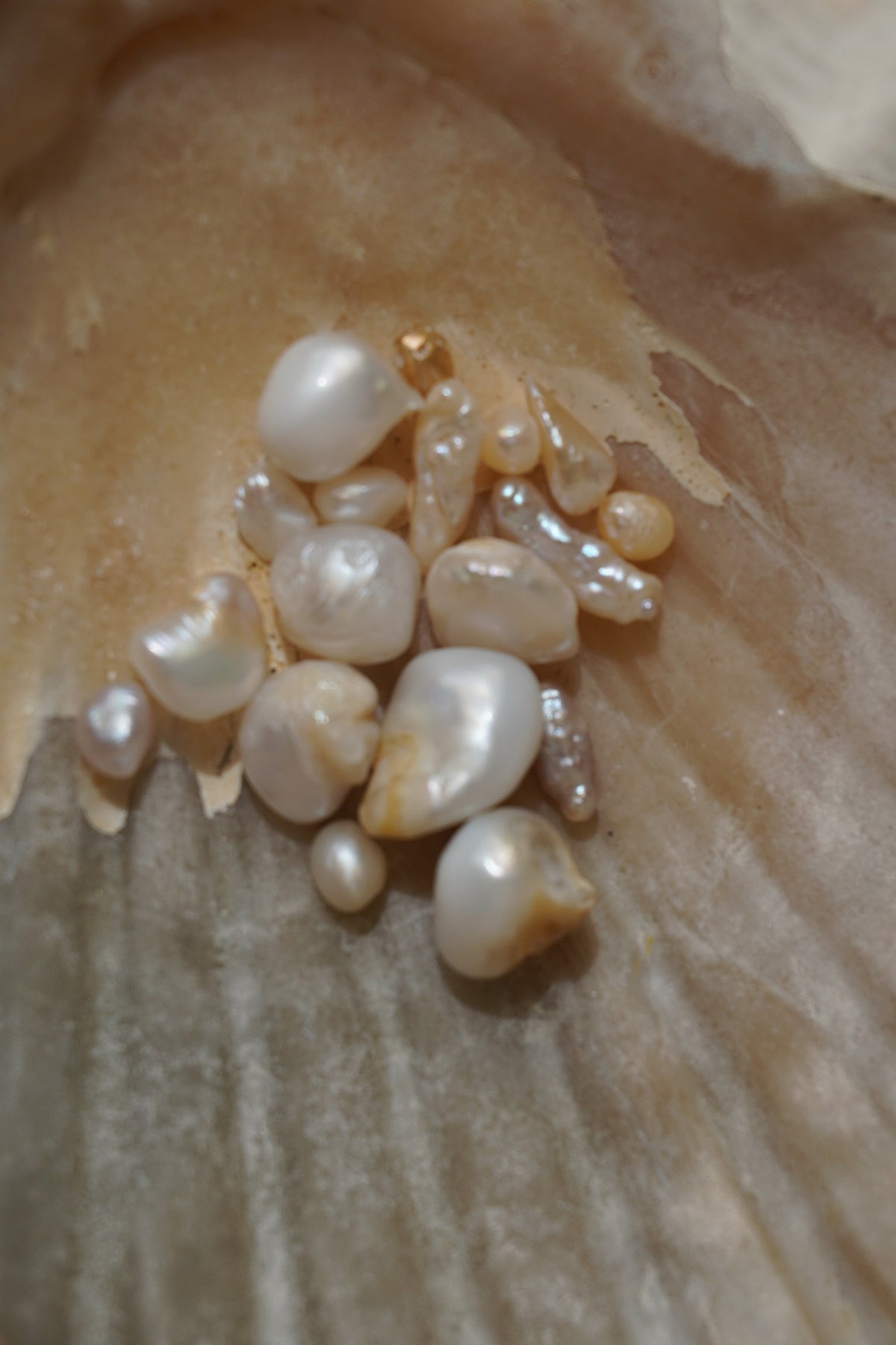 A close-up of a cluster of irregular, lustrous freshwater pearls resting inside a dried clam shell.